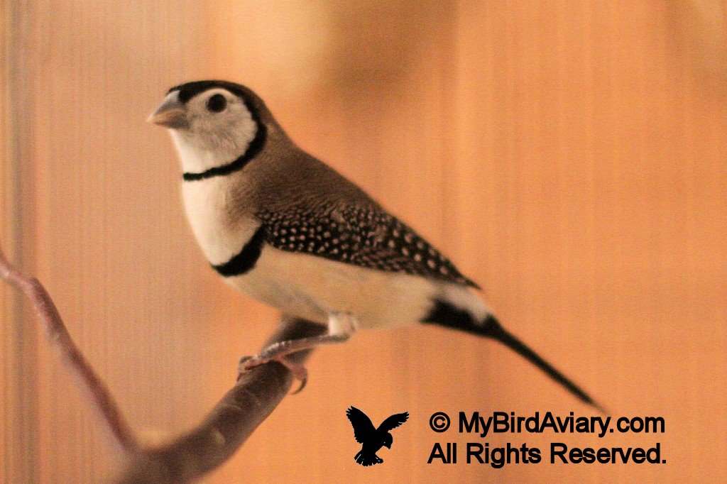 Owl Finch My Bird Aviary