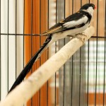 Male Pintailed Whydah