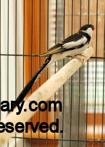 Male Pintailed Whydah