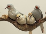 Diamond Dove Family