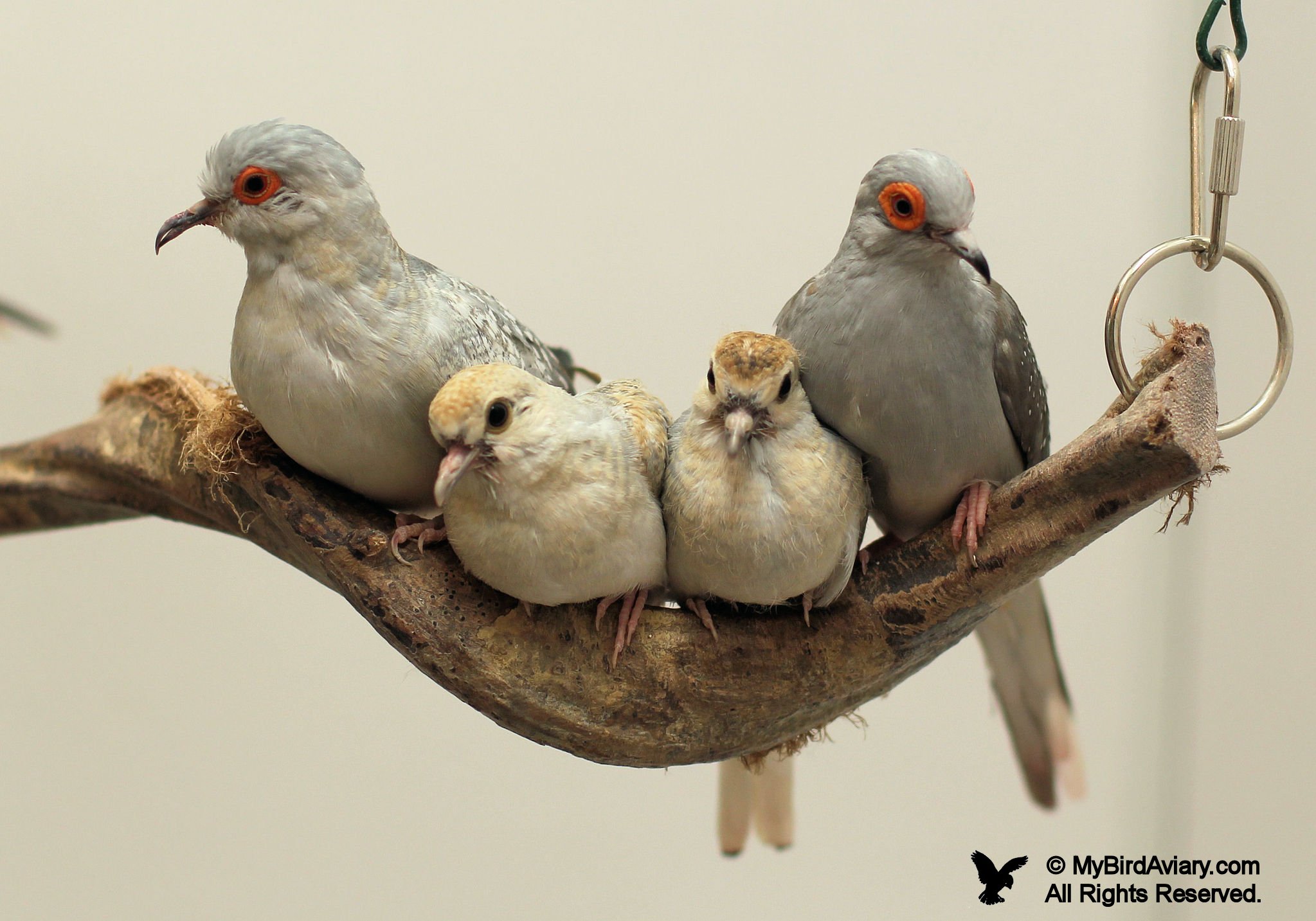 Diamond Dove Family