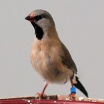 Shafttail Finch