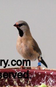 Shafttail Finch