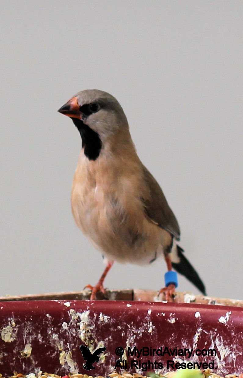 Shafttail Finch