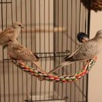 Diamond Dove with fledgelings