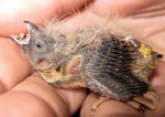 Baby Zebra Finch