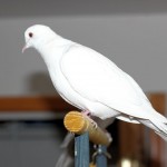 White Female Ringneck Dove