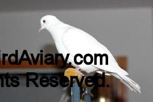 White Female Ringneck Dove