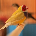 Male Yellow-back Gouldian Finch