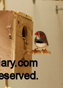 Male Zebra Finch looking in nestbox