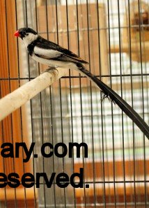 Male Pintailed Whydah