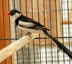 Male Pintailed Whydah