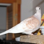 Tangerine Pearl Male Ringneck Dove