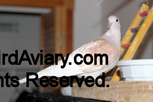 Tangerine Pearl Male Ringneck Dove