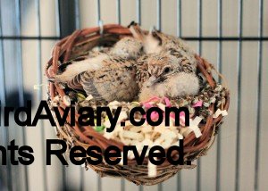 Dimond Dove hatchlings