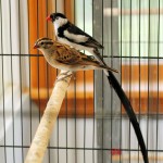Female and Male Pintailed Whydah