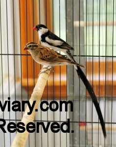 Female and Male Pintailed Whydah