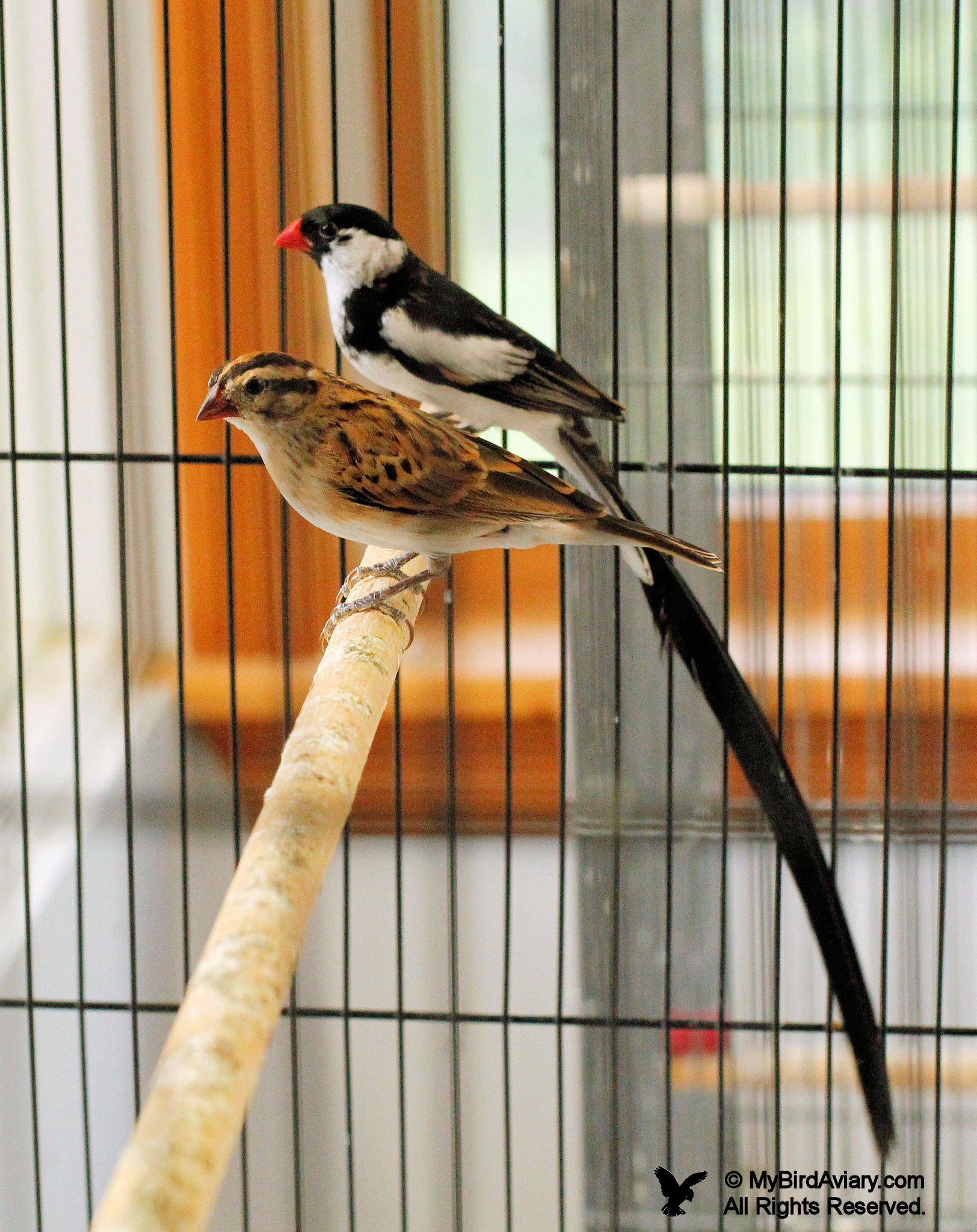 Female and Male Pintailed Whydah