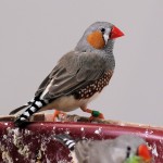 Male Normal Zebra Finch