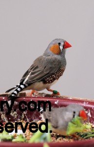 Male Normal Zebra Finch