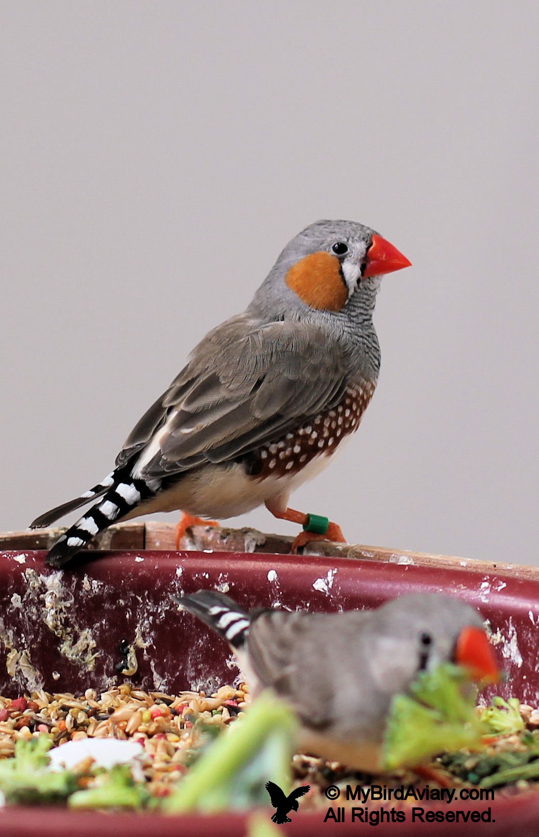 Male Normal Zebra Finch