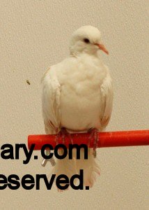 White Ringneck Dove