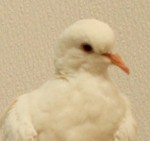 White Ringneck Dove