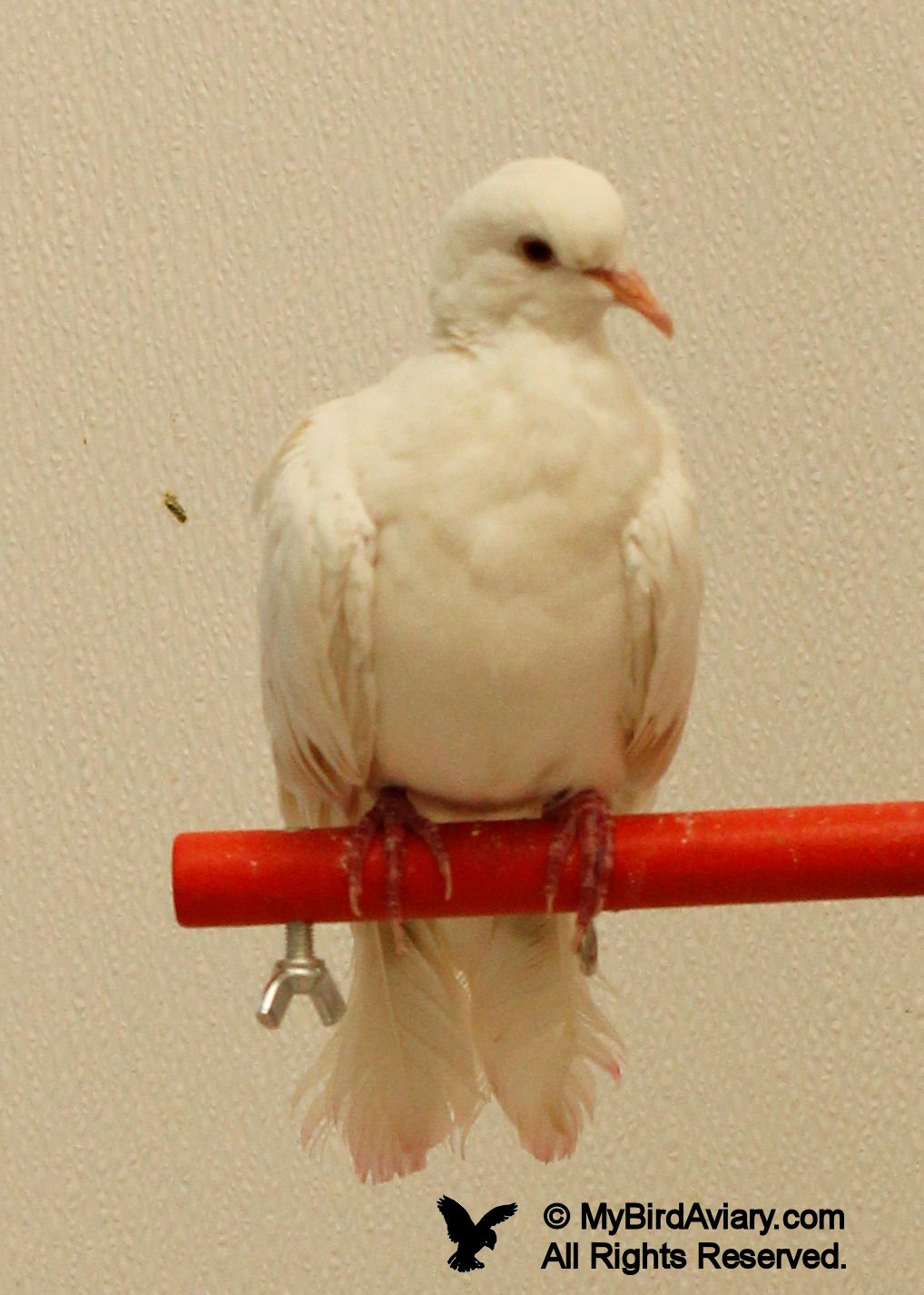 White Ringneck Dove