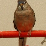 Male Normal Bourke Parakeet