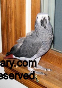 African Grey