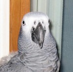 African Grey