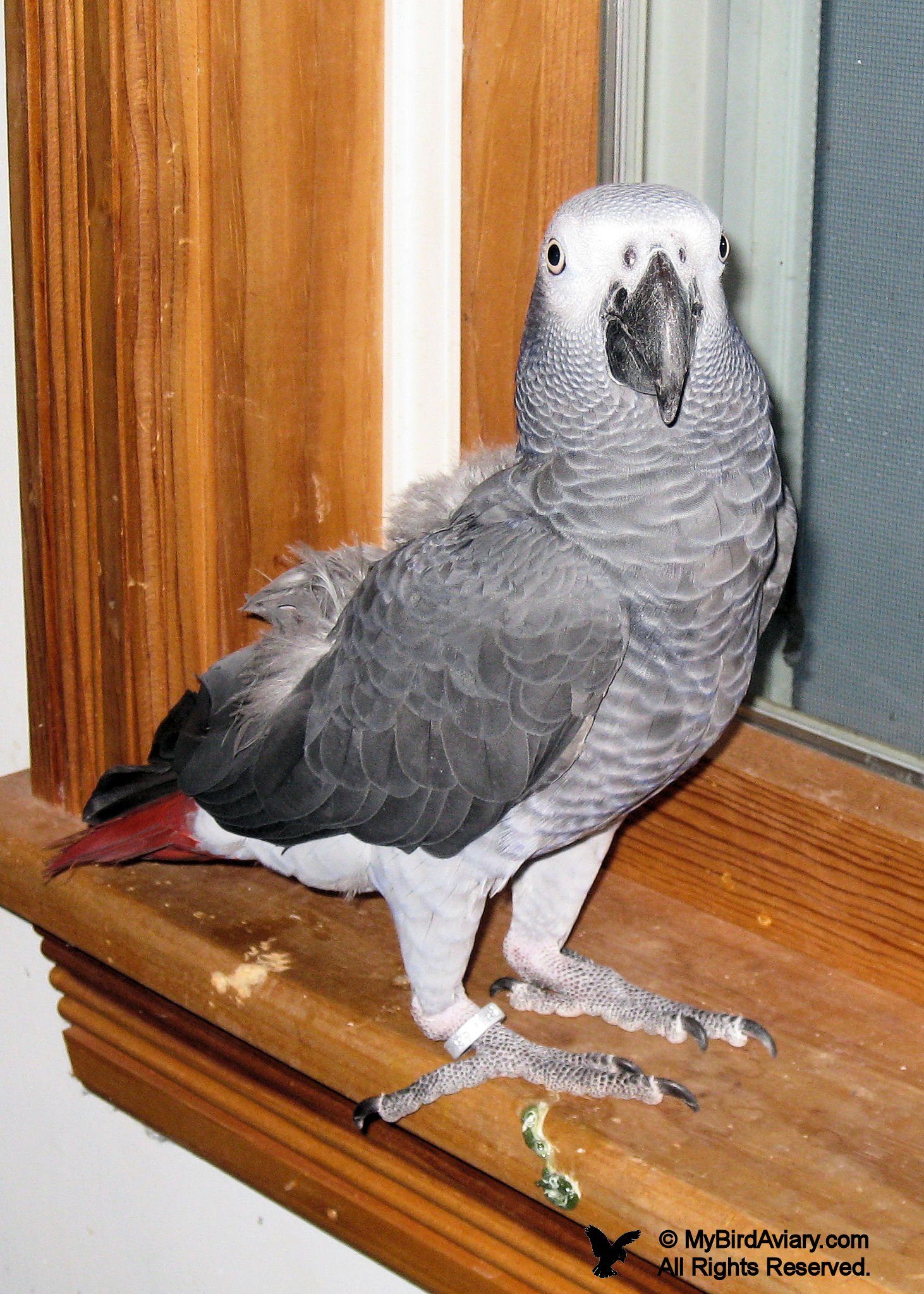 African Grey