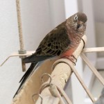 Female Normal Bourke Parakeet