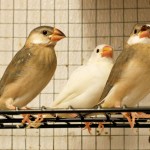 Newly fledged Java Finches (two normal and a white)