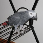 African Grey