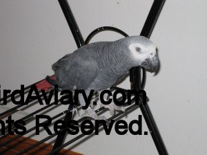 African Grey