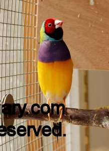 Male Lady Gouldian singing