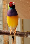 Male Lady Gouldian singing