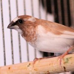 Fawn Pied Society Finch