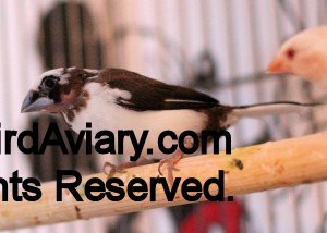 Chocolate Pied Society Finch