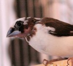 Chocolate Pied Society Finch