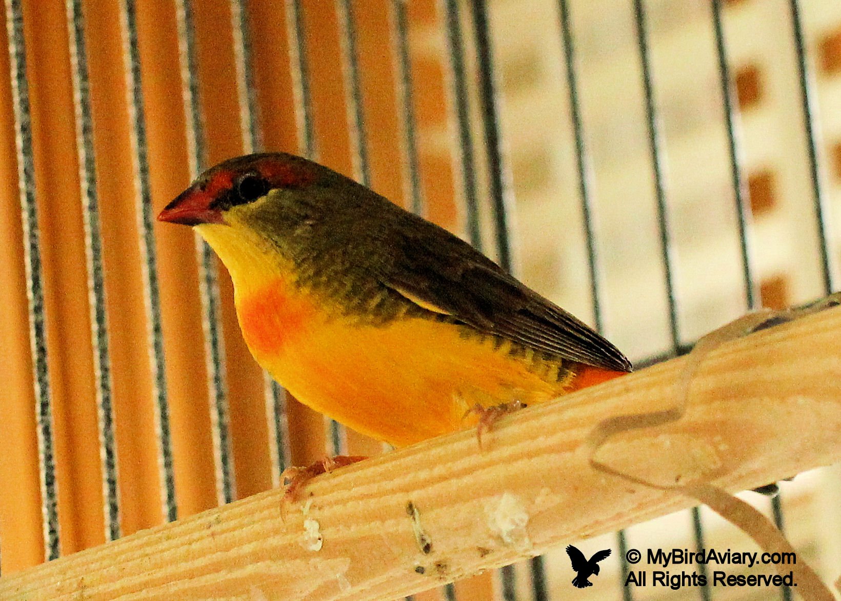 Male Zebra Waxbill