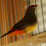 Male Zebra Waxbill