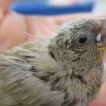 Fawn Zebra Finch Chick