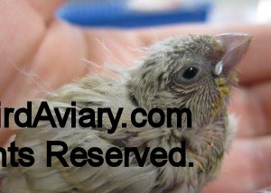 Fawn Zebra Finch Chick