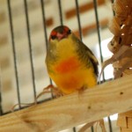 Male Zebra Waxbill