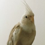 Cinnamon Whiteface Cockatiel