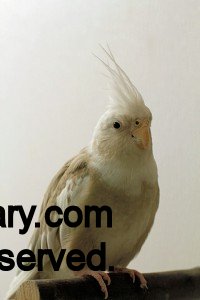 Cinnamon Whiteface Cockatiel