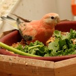 Female Rosy Bourke with Red Eyes enjoying some fresh vegetables