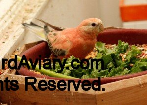 Female Rosy Bourke with Red Eyes enjoying some fresh vegetables